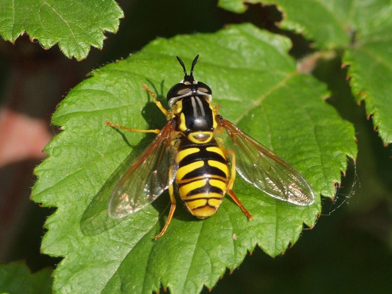 Syrphidae da Id.